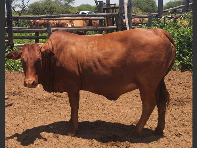 Commercial Animals | BOTHMA NGUNIS (BORGUNI)