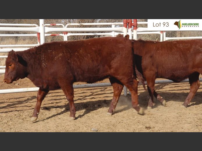 Kommersiële Vroulike Diere