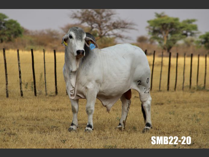 22-0020SMB | SIDNEY MARTIN BRAHMANS