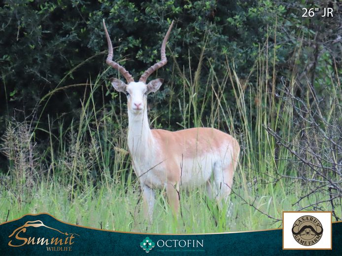 WHITE FLANK SPLIT EWES RW 28" RAM