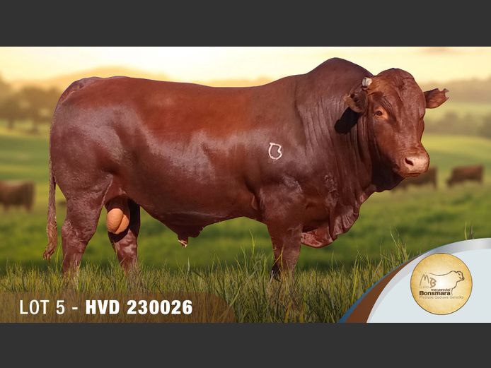 HVD230026 | MEYERSVLEI BONSMARAS