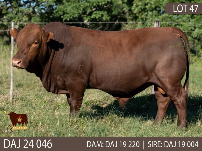 DAJ 240046 | J.D. STIRK