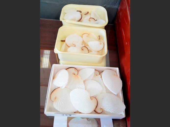 COLLECTION ARGONAUT PAPER NAUTILUS SHELLS