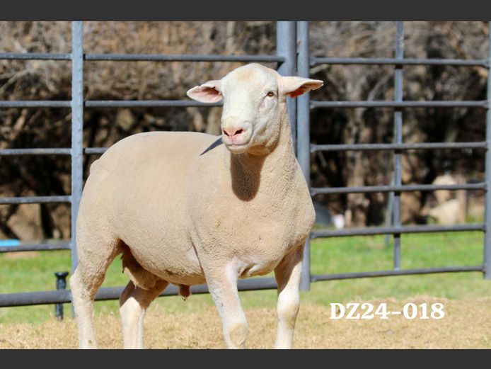DZ 240018 | 2 STEYNS BOERDERY