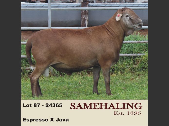 24365-SAM | SAMEHALING MEATMASTERS