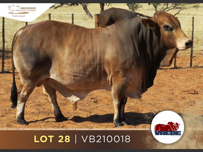 21-0018VB | VREDE BORANS