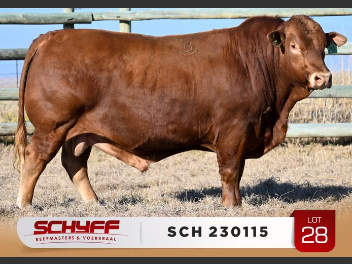 SCH 230115