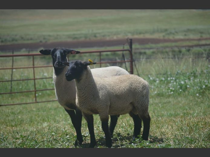 301 240122 | TWEESEUNS