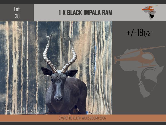 Black Impala (+-18 1/2")