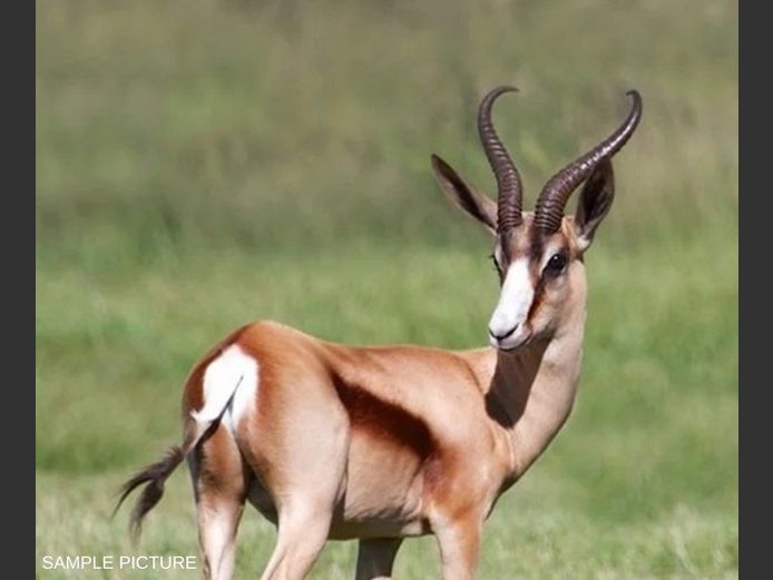 COPPER SPRINGBUCK | GOLDEN GAME WILDLIFE