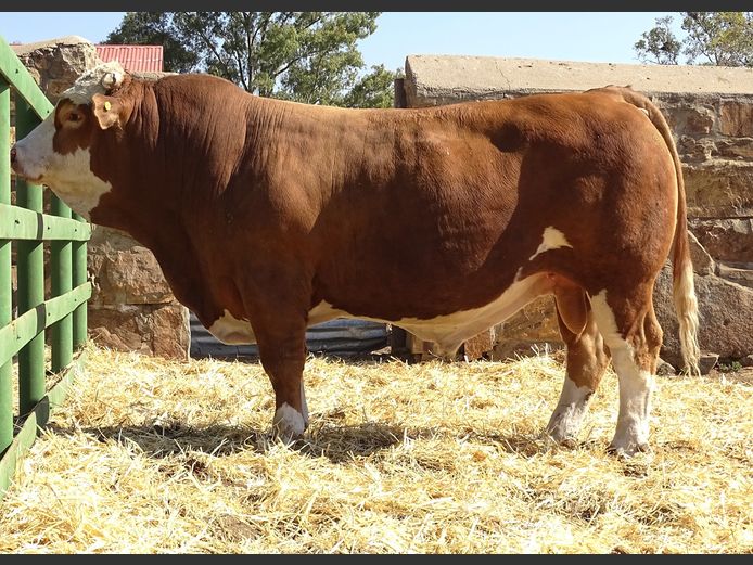 GV2330 | VOIGTLAND SIMMENTALER