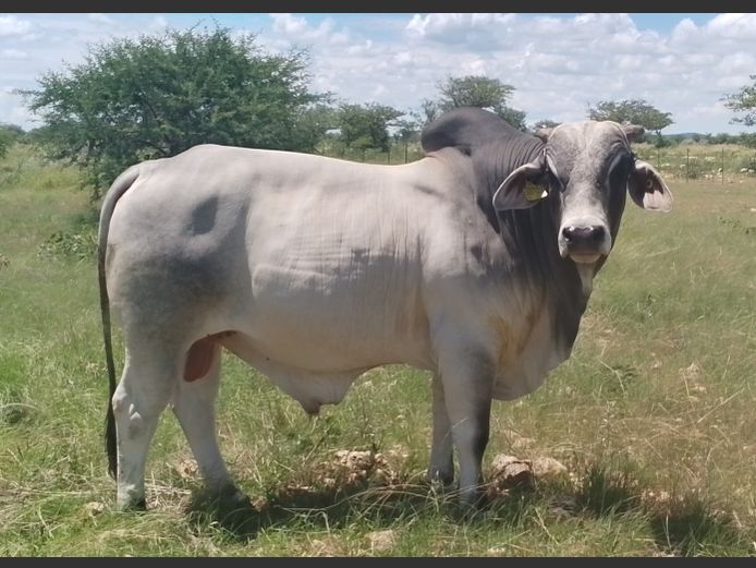22-0228ETB | ETOBRA BRAHMAN