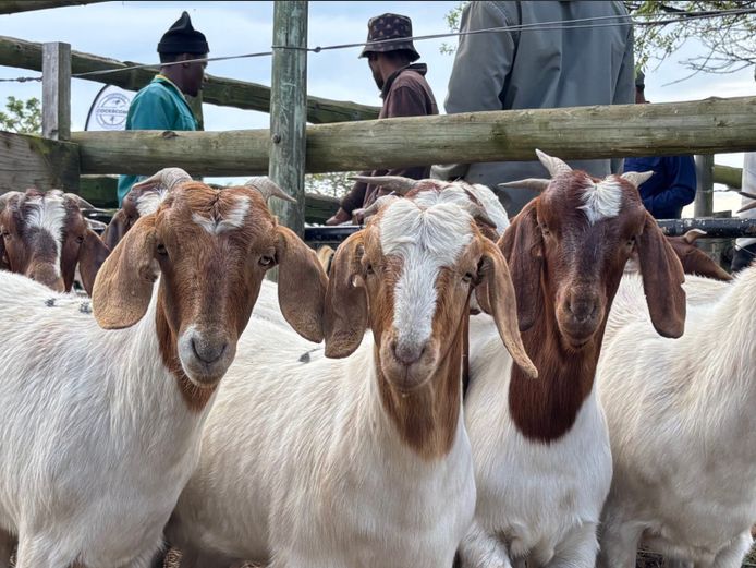 Commercial Ewes | SE Greeff