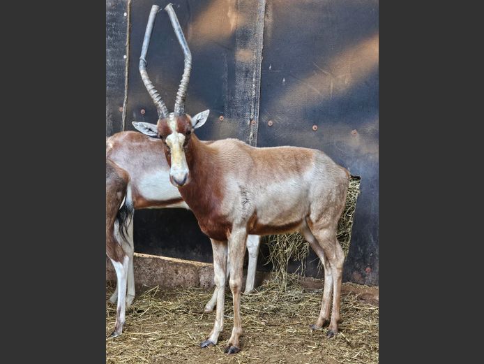 YELLOW BLESBOK | BRENDENKAMP