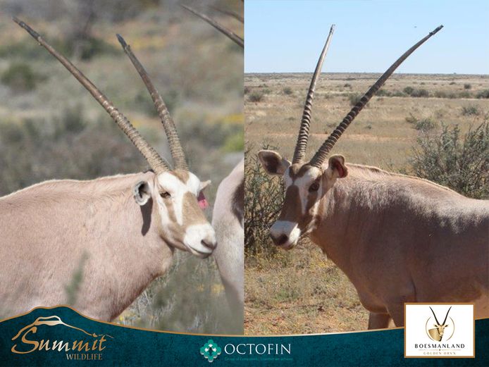 37"-39"+ GOLDEN ORYX BULLS