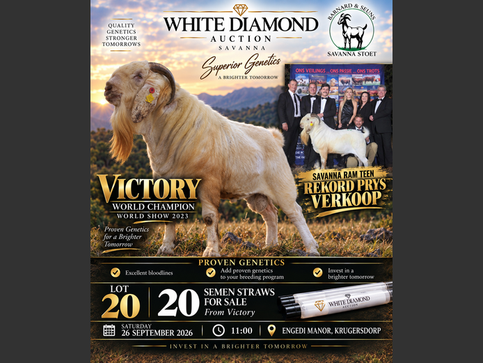 SEMEN LOT | Victory | Barnard & Seuns