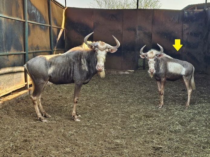 KING WILDEBEEST | VERSETEX