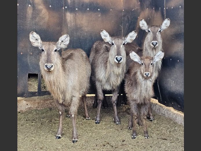 WATERBUCK | HUGOMOD
