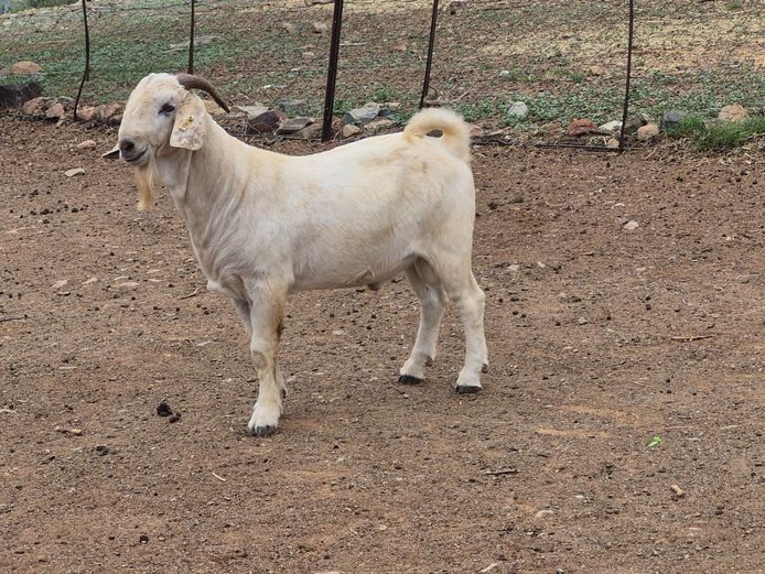 24006 | Camdeboo Savannas