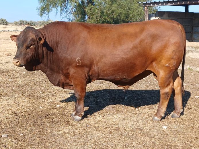 AB 220181 | CCR BEEF (PTY) LTD