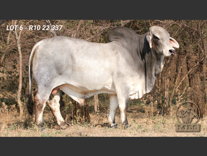 R1022337 | MBS BRAHMANE