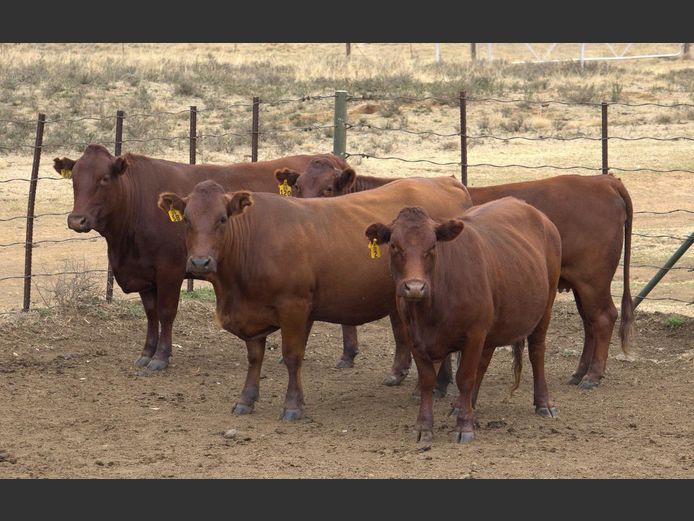 Commercial Animals | HENCOR BONSMARAS