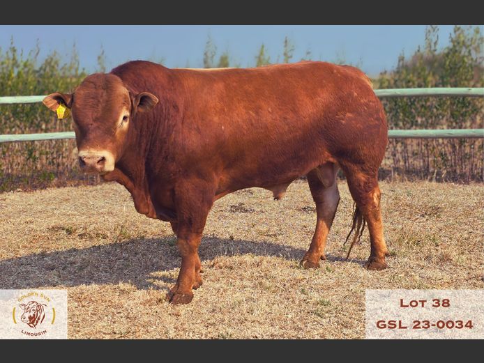 23-0034GSL | GOLDEN SUN LIMOUSIN