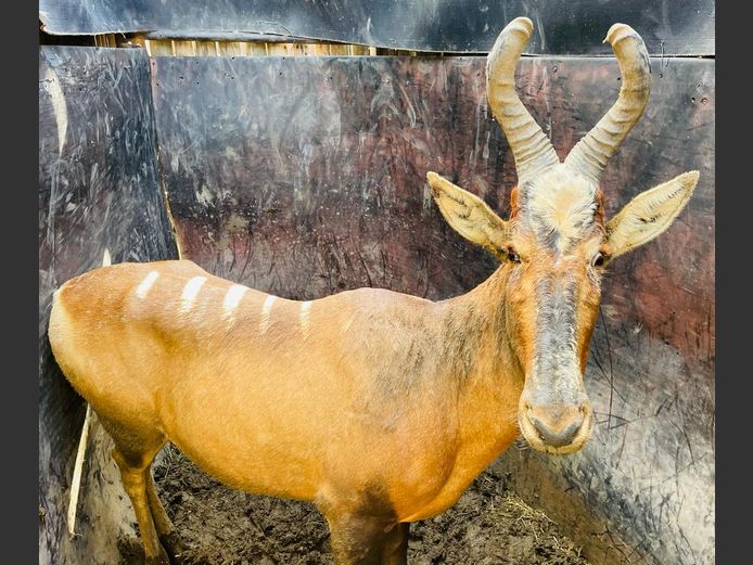 Konings Rooihartebees Bul