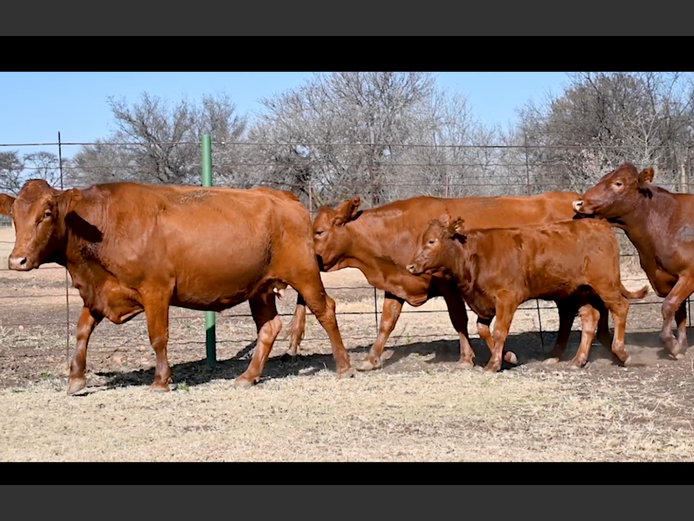 Commercial Animals | ALLEM BROTHERS