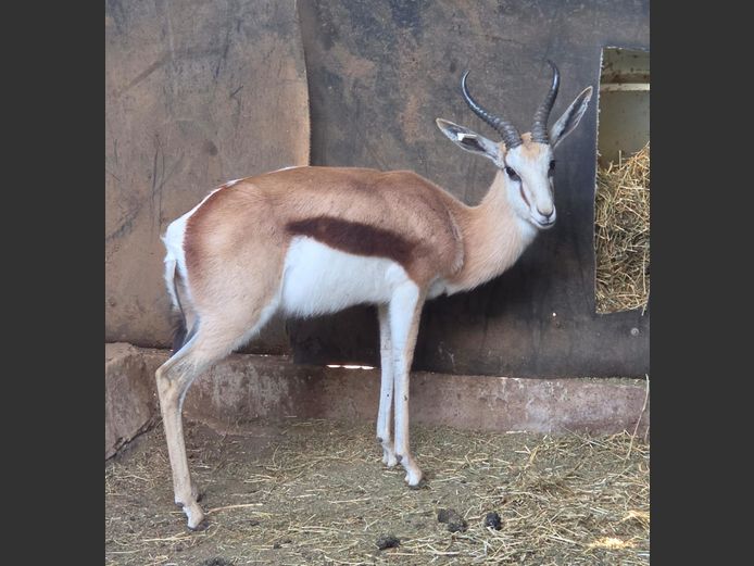 SPRINGBOK (no vat) | EB WILD