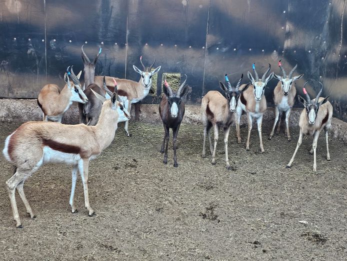 COPPER SPRINGBOK | DH CILLIERS