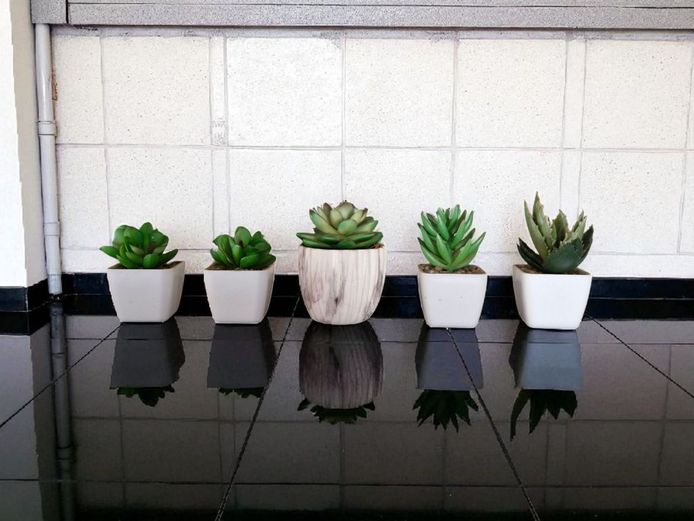 Small Evergreen Artificial Succulent Plants - Lot of 5