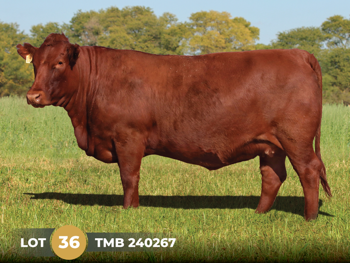 TMB 240267 | THINUS MARITZ BOERDERY