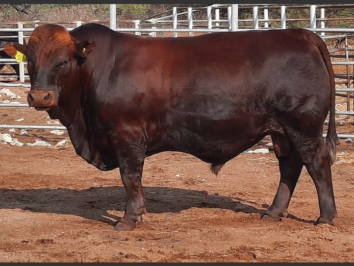 WAGB22-0074 | WAGNER BONSMARAS