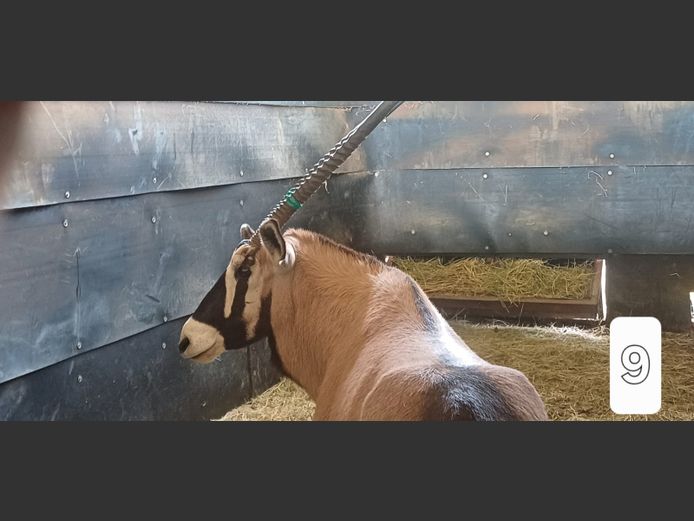 GEWONE GEMSBOK | LUSHOFF PETRUSBURG BOERDERY