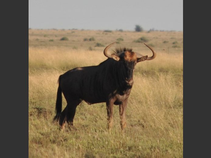 Blouwildebees | Hennie Grobbelaar