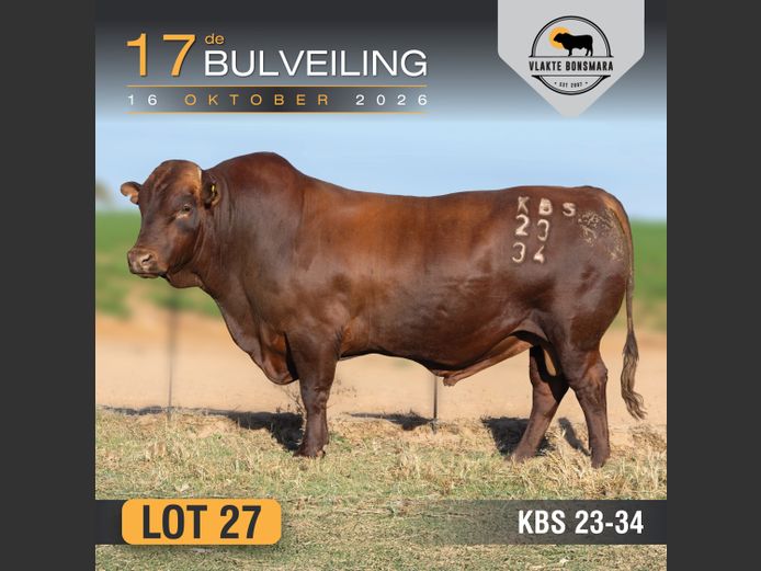 KBS230034 | KAMEELDORING BONSMARA
