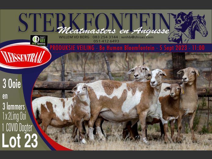 Ewes | Sterkfontein Meatmasters