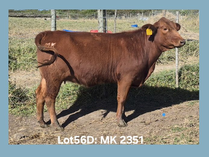 MK 23 51