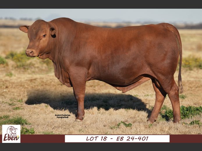 EB240401 | EBEN SENEPOL