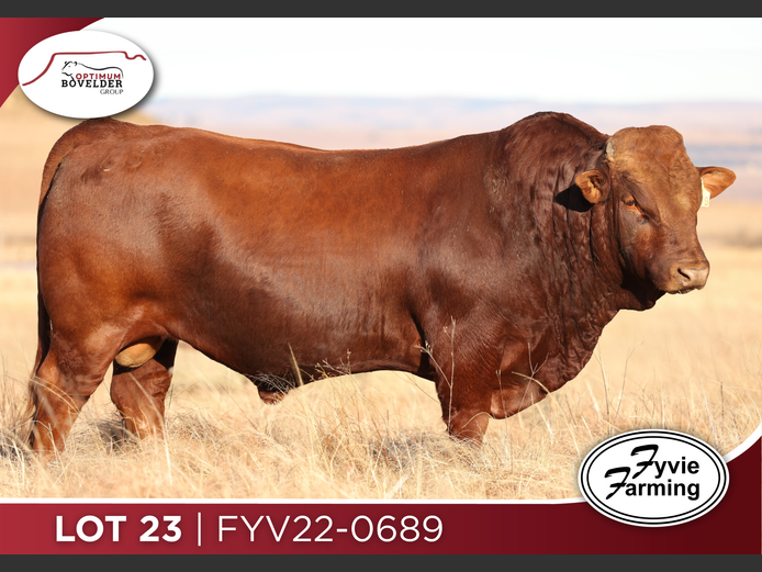 FYV22-0689