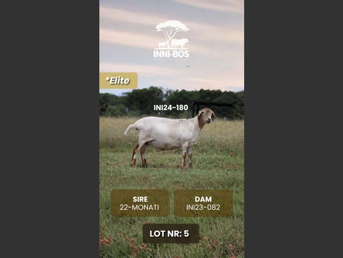 INI24-180 *Elite