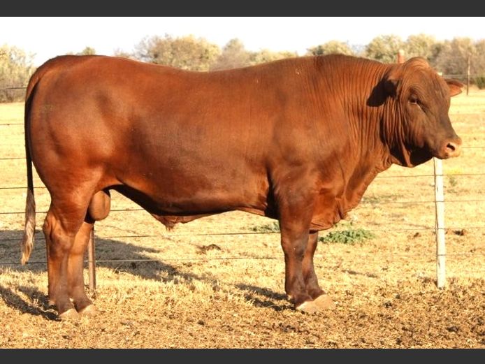 AB 240005 | CCR BEEF (PTY) LTD