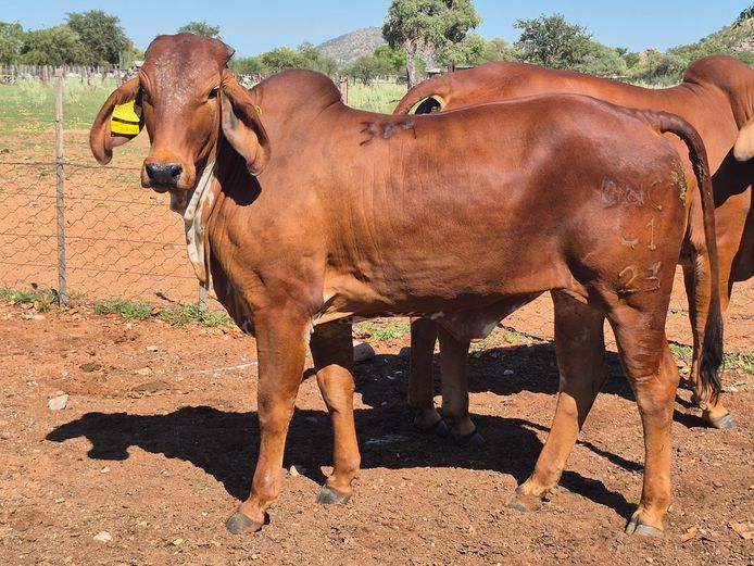 23-0041DNC | DANECO BRAHMAN STOET 