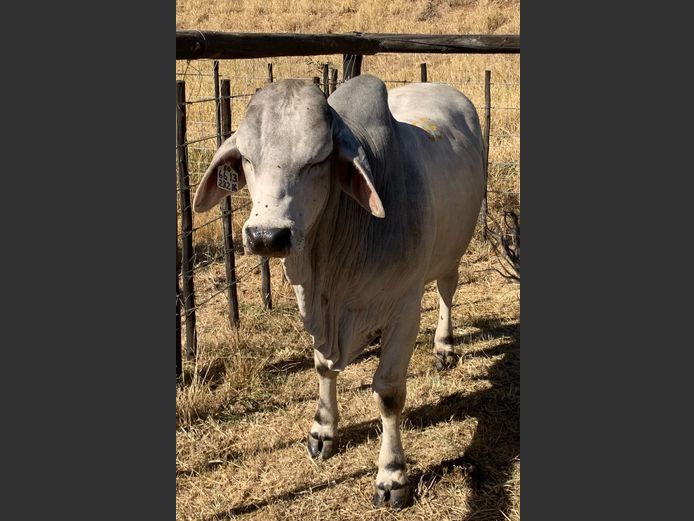 OSTERLOH BRAHMAN OBS16232