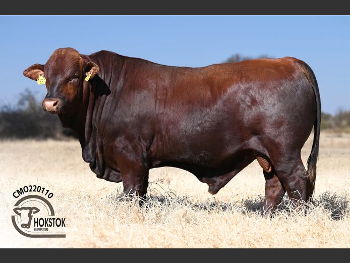 CMO 220110 | WILDEHONDEPAN TRUST