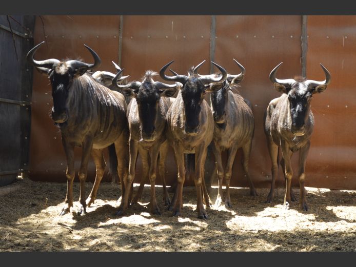 Blouwildebees | Deelkraal