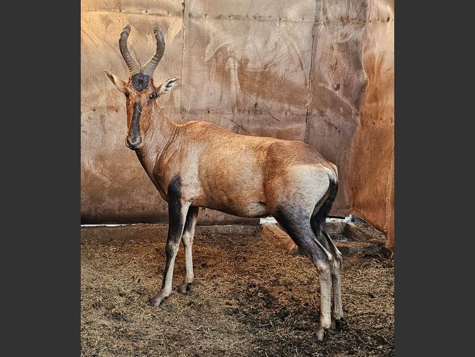 RED HARTEBEEST | NOOITGEDACHT