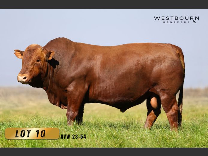 AVW 230054 | WESTBOURN BONSMARAS