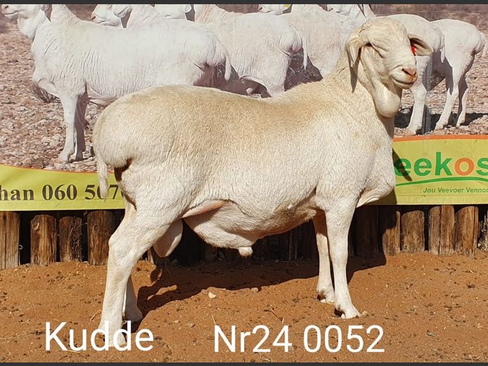 24052 | Johan Stadler